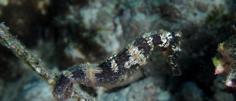 Animal seahorse: description with photos and videos, interesting facts, sizes