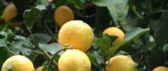 Cultivarea citricelor la domiciliu Plantați fructe citrice