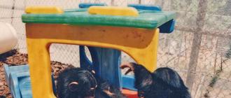 Орангутан возглавил рейтинг интеллектуалов среди приматов Удивительные умственные способности обезьян