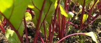 How to deal with yellowed beet leaves Why beet tops turn yellow