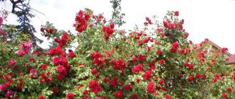 Οι καλύτερες ποικιλίες αναρριχώμενων τριαντάφυλλων με συνεχή, μόνιμη ανθοφορία Αναρριχητικά τριαντάφυλλα