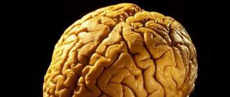 Funkcije moždane kore čovjeka Formiranje moždane kore