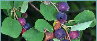 Πώς να φυτέψετε και να φροντίσετε το shadberry