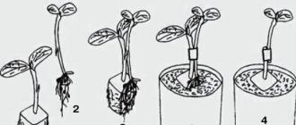 Щеплення кавуна на гарбуз: технологія процедури з фото До якого гарбуза можна прищепити кавун