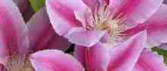 Clematis, all about buying seedlings, planting and care