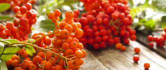 Useful and medicinal properties of red rowan, a list of contraindications Rowan jam