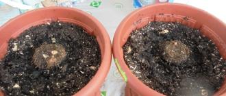 Begonia tuberculoasă acasă, îngrijire și plantare Cum să plantezi begonia tuberoasă într-un ghiveci de flori