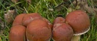 Falscher Honigpilz ziegelrot (falscher Honigpilz ziegelrot): Foto und Beschreibung