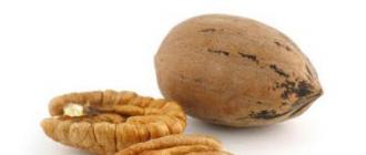 Орех пекан — полезные свойства и противопоказания Южный орех похожий на грецкий