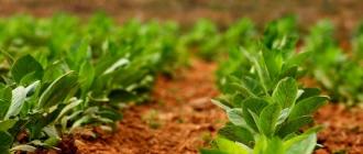 Tabakanbau: Merkmale des Pflanzens und der Pflege