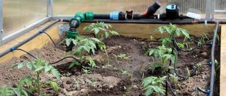 Drip irrigation in a greenhouse