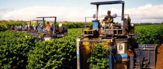 Prodhimi i kafesë: rritja, korrja, përpunimi dhe paketimi