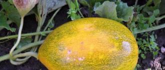 Melon fly: what it looks like and what is dangerous