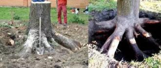 Як позбутися кореня дерева на садовій ділянці та городі