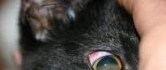 Viruserkrankungen von Katzen und Hunden, die auf den Menschen übertragen werden